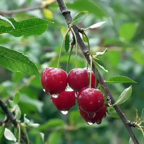 Standard fruit trees