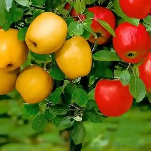 Fruit tree nursery in Puławy