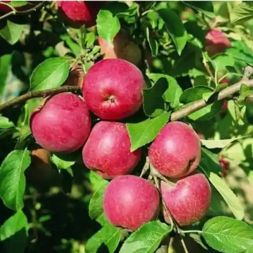 Scab-resistant BIO apple trees