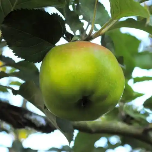 Old fruit tree varieties